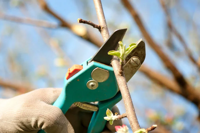 Handschuh schneidet Ast mit Gartenschere